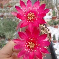Lobivia arachnacantha v. torrecillasensis