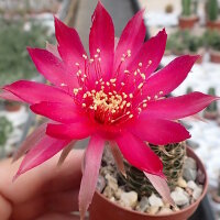 Lobivia arachnacantha v. torrecillasensis