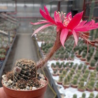 Lobivia arachnacantha v. torrecillasensis
