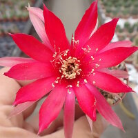 Lobivia arachnacantha v. torrecillasensis