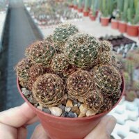 Lobivia arachnacantha v. torrecillasensis