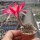 Lobivia arachnacantha v. torrecillasensis