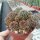 Lobivia arachnacantha v. torrecillasensis