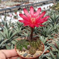 Lobivia arachnacantha v. torrecillasensis WK 211