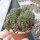 Lobivia arachnacantha v. torrecillasensis WK 211