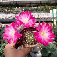 Lobivia backebergii v. winteriana