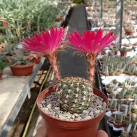 Lobivia backebergii v. winteriana