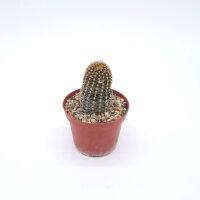 Lobivia backebergii v. winteriana