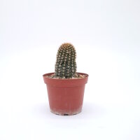 Lobivia backebergii v. winteriana