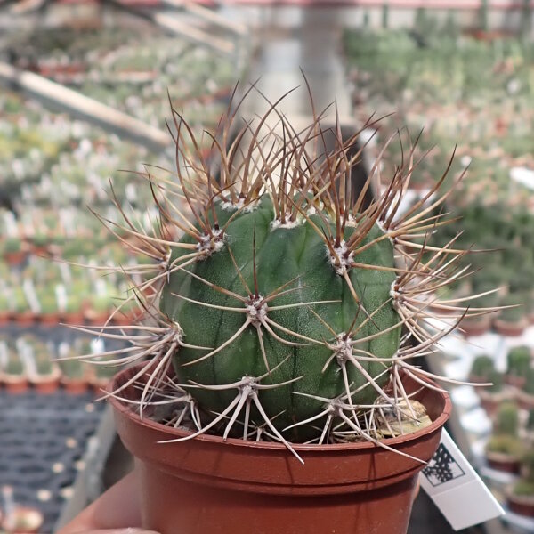 Lobivia caineana