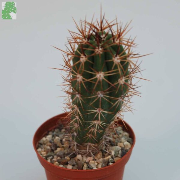 Lobivia caineana WK 164
