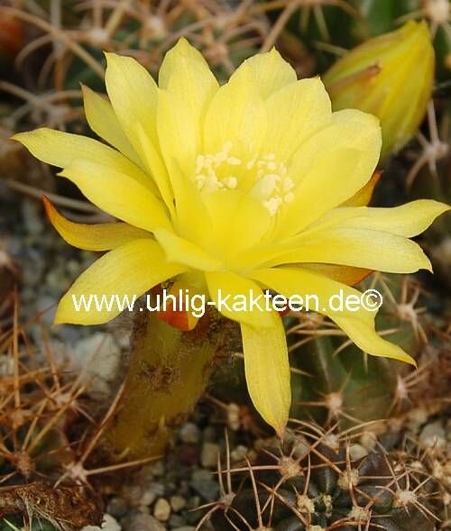 Lobivia charazaniensis WK 967