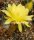 Lobivia charazaniensis WK 967