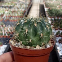 Lobivia chrysochete