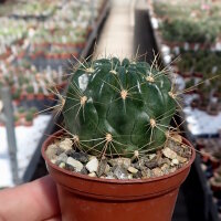 Lobivia chrysochete