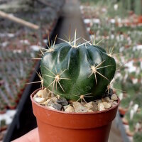 Lobivia chrysochete