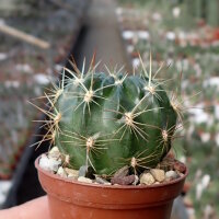 Lobivia chrysochete