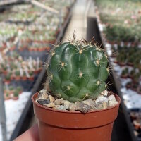 Lobivia chrysochete