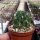 Lobivia chrysochete