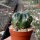 Lobivia chrysochete