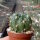 Lobivia chrysochete