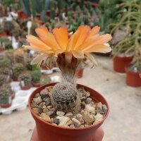 Lobivia densispina v. rebutioides