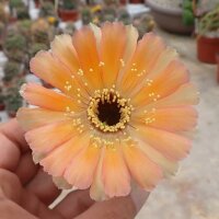 Lobivia densispina v. rebutioides