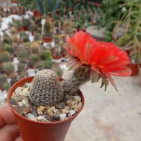 Lobivia densispina v. rebutioides
