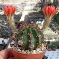 Lobivia dobeana