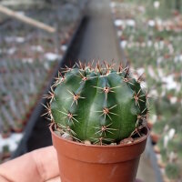 Lobivia dobeana