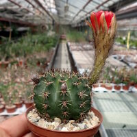 Lobivia dobeana