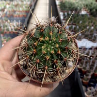 Lobivia dobeana