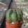 Lobivia dobeana