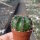 Lobivia dobeana