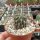Lobivia famatimensis v. jachalensis WR 557a