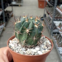 Lobivia ferox