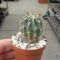 Lobivia ferox