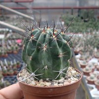 Lobivia ferox