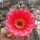 Lobivia ferox