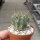 Lobivia ferox