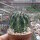 Lobivia ferox