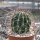 Lobivia ferox