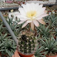 Lobivia ferox v. longispina
