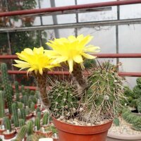 Lobivia ferox v. longispina