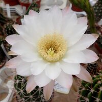 Lobivia ferox v. longispina