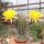 Lobivia ferox v. longispina