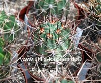 Lobivia ferox v. longispina FR 333