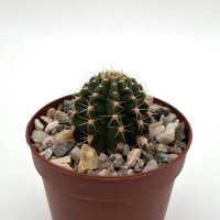Lobivia grandiflora v. lobivioides A 055