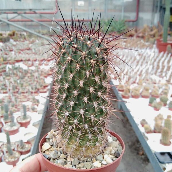 Lobivia haematantha v. kuehnrichii J 195