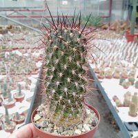 Lobivia haematantha v. kuehnrichii J 195